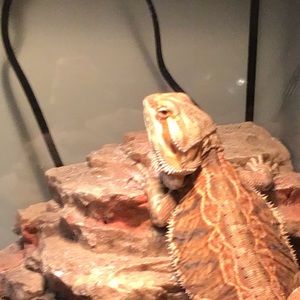 Meet your Posher, Beau